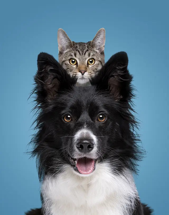 Cannabinoides y la Salud de Mascotas: Beneficios y Consideraciones