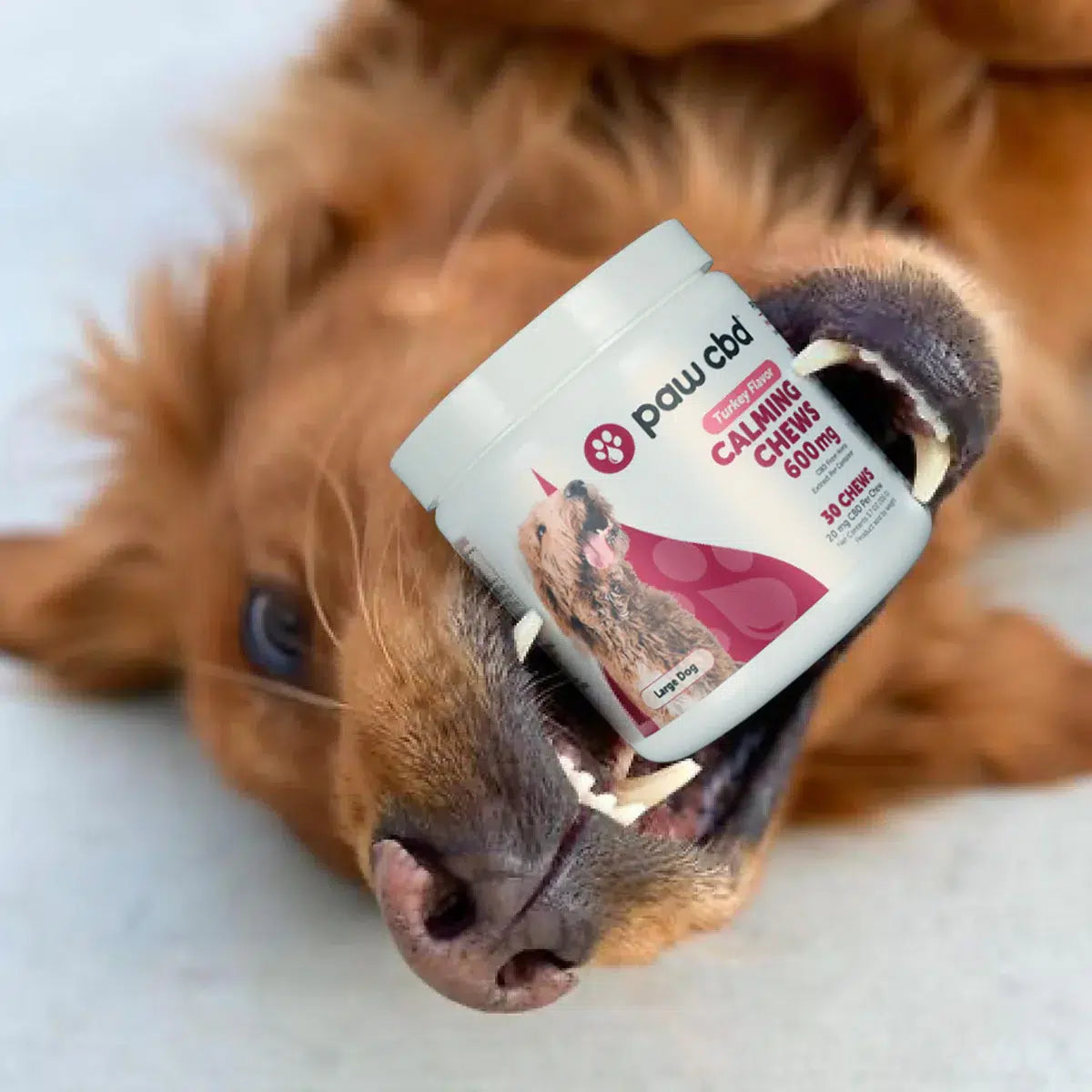 Paw MD Pack!  / Oil + Chew